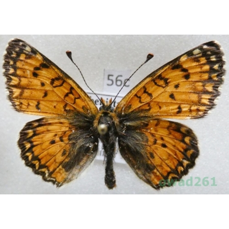 Melitaea minerva Staudinger, 1881 Uzbekistan56c